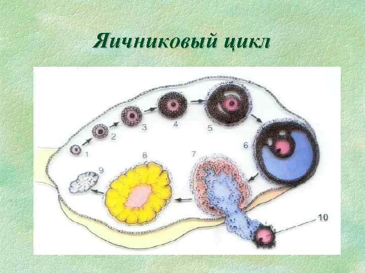 Яичниковый цикл 