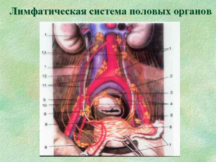 Лимфатическая система половых органов 