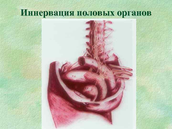 Иннервация половых органов 