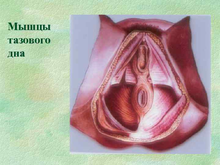 Мышцы тазового дна 