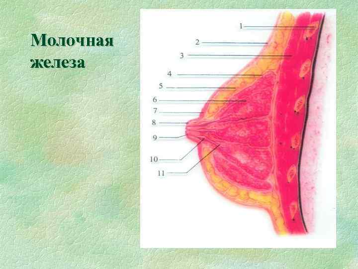 Молочная железа 