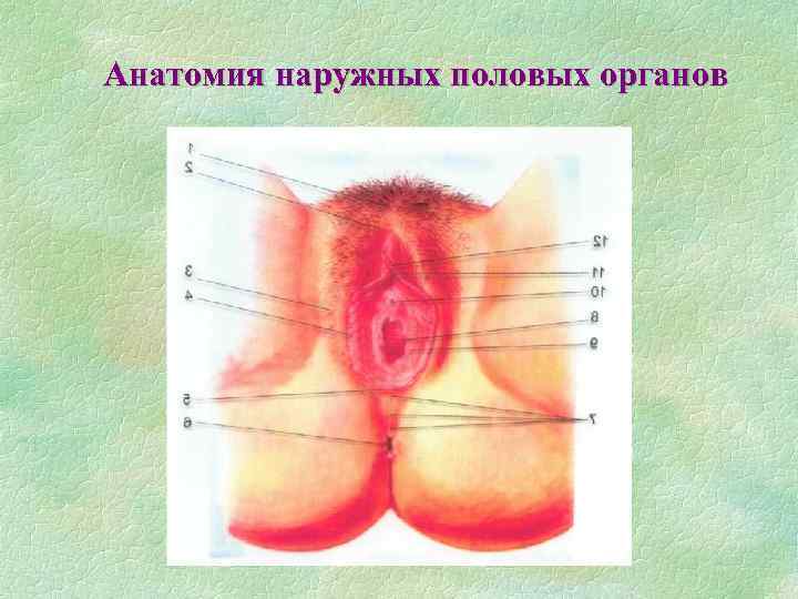 Анатомия наружных половых органов 