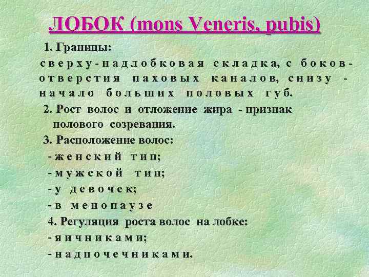 ЛОБОК (mons Veneris, pubis) 1. Границы: с в е р х у - н