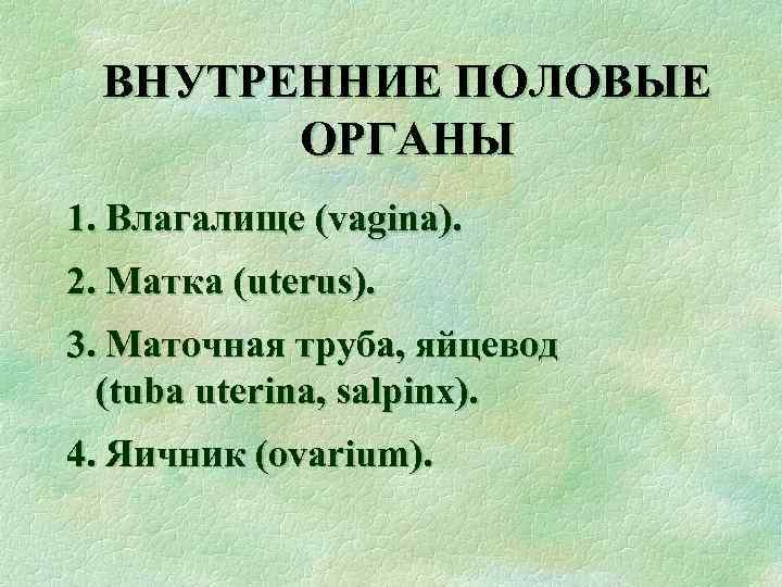 ВНУТРЕННИЕ ПОЛОВЫЕ ОРГАНЫ 1. Влагалище (vagina). 2. Матка (uterus). 3. Маточная труба, яйцевод (tuba