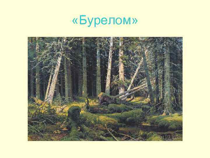  «Бурелом» 