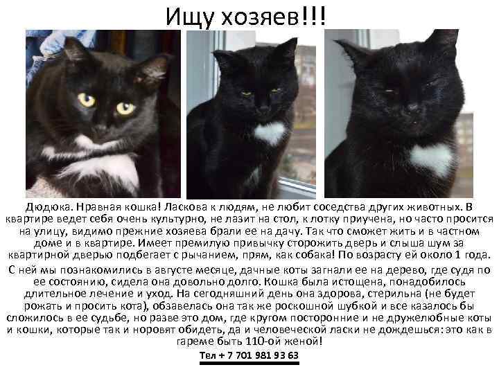 Ищу хозяев!!! Дюдюка. Нравная кошка! Ласкова к людям, не любит соседства других животных. В