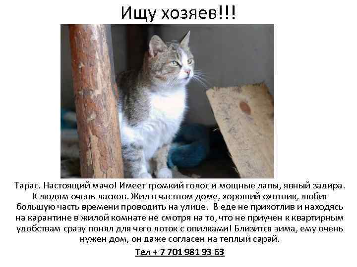 Ищу хозяев!!! Тарас. Настоящий мачо! Имеет громкий голос и мощные лапы, явный задира. К
