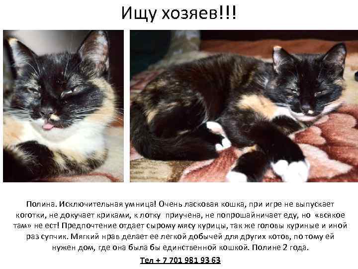 Ищу хозяев!!! Полина. Исключительная умница! Очень ласковая кошка, при игре не выпускает коготки, не