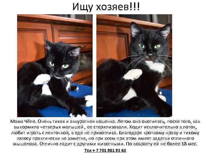 Ищу хозяев!!! Мама Чёле. Очень тихая и аккуратная кошечка. Летом она окотилась, после того,
