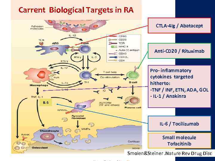 Carrent Biological Targets in RA CTLA-4 Ig / Abatacept Anti-CD 20 / Rituximab Pro-