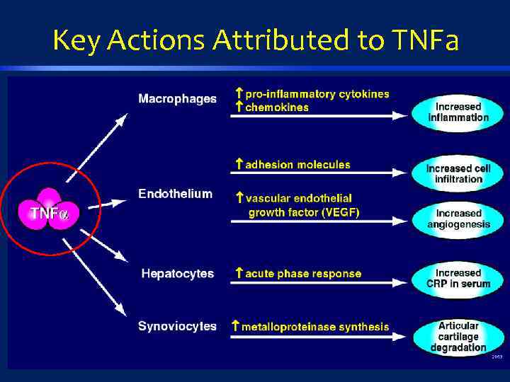 Key Actions Attributed to TNFa 