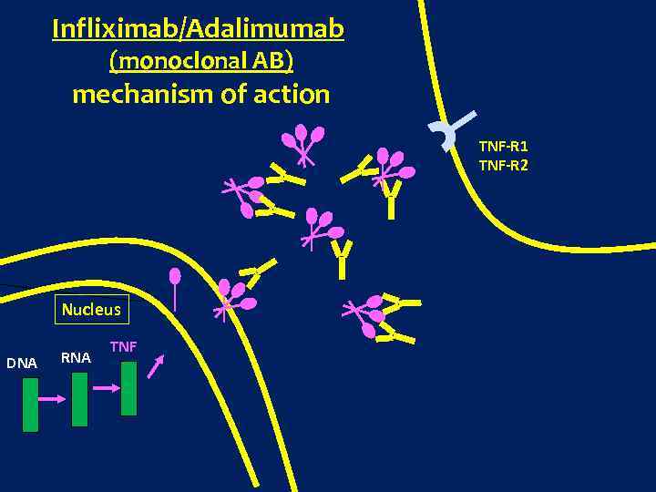 Infliximab/Adalimumab (monoclonal AB) mechanism of action TNF-R 1 TNF-R 2 Nucleus DNA RNA TNF