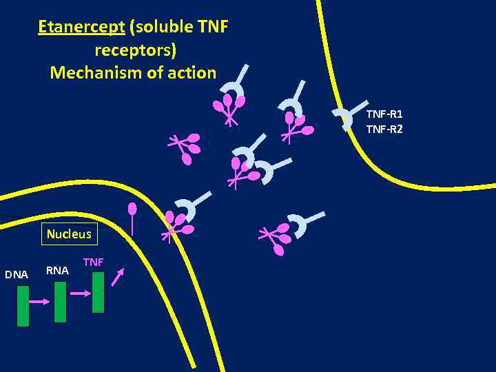 Etanercept (soluble TNF receptors) Mechanism of action TNF-R 1 TNF-R 2 Nucleus DNA RNA