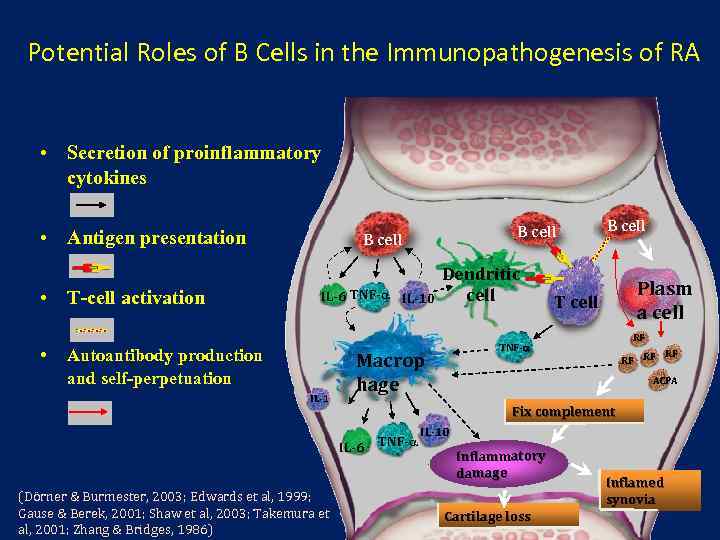 Potential Roles of B Cells in the Immunopathogenesis of RA • Secretion of proinflammatory