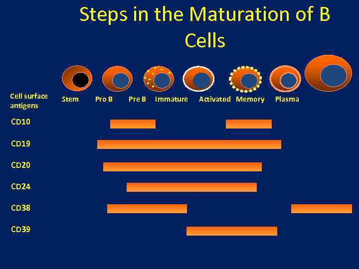 Steps in the Maturation of B Cells Cell surface antigens CD 10 CD 19