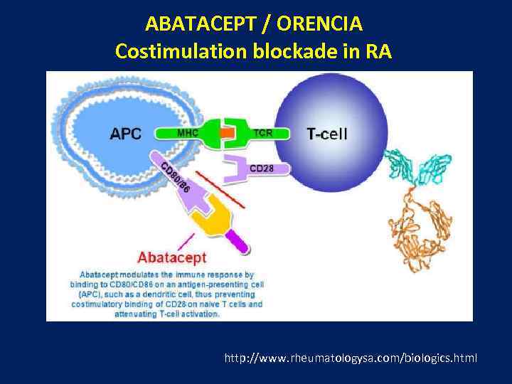 ABATACEPT / ORENCIA Costimulation blockade in RA http: //www. rheumatologysa. com/biologics. html 