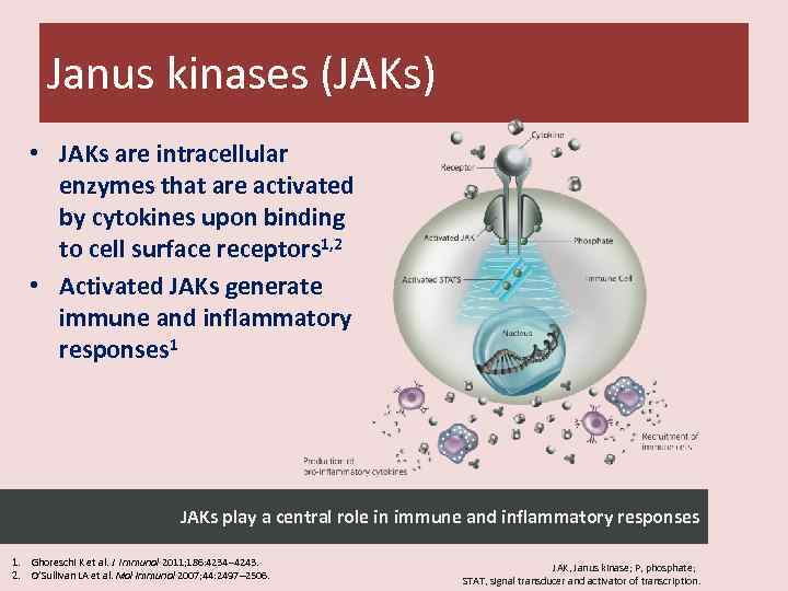 Janus kinases (JAKs) • JAKs are intracellular enzymes that are activated by cytokines upon