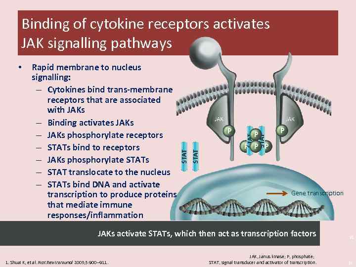 Binding of cytokine receptors activates JAK signalling pathways • Rapid membrane to nucleus signalling: