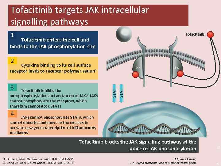 Tofacitinib targets JAK intracellular signalling pathways 1 Tofacitinib enters the cell and binds to