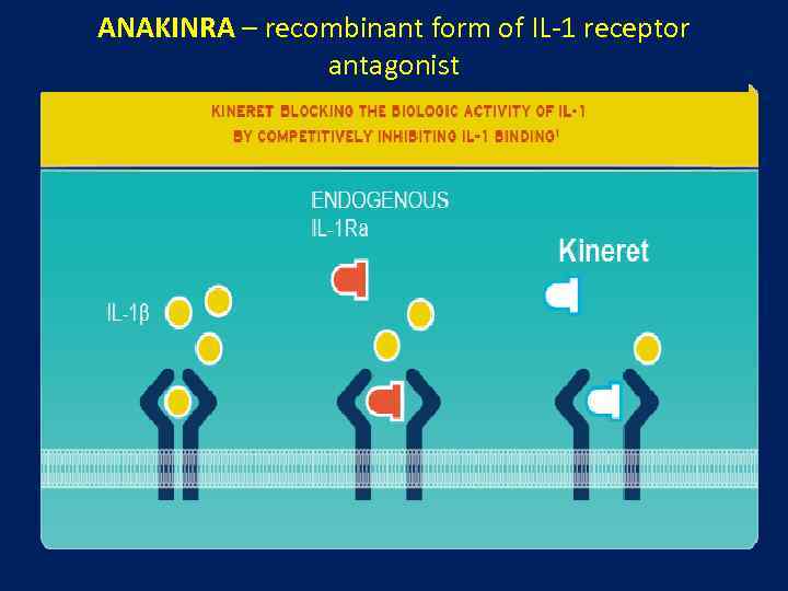 ANAKINRA – recombinant form of IL-1 receptor antagonist 