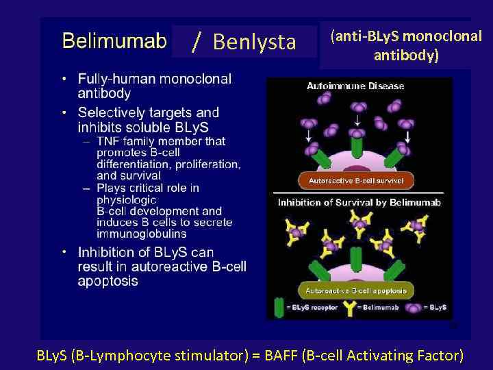 / Benlysta (anti-BLy. S monoclonal antibody) BLy. S (B-Lymphocyte stimulator) = BAFF (B-cell Activating