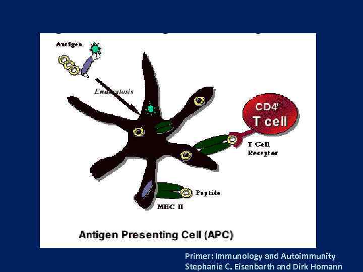 Primer: Immunology and Autoimmunity Stephanie C. Eisenbarth and Dirk Homann 