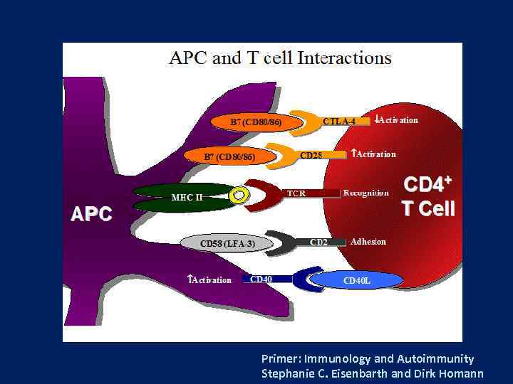 Primer: Immunology and Autoimmunity Stephanie C. Eisenbarth and Dirk Homann 