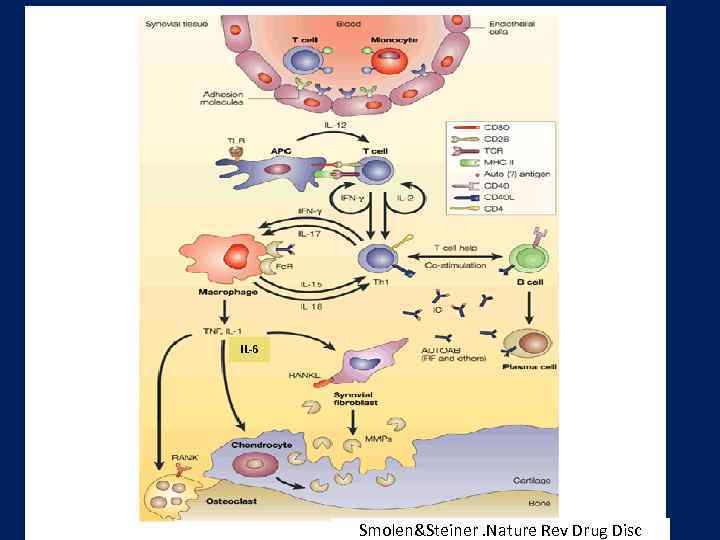 IL-6 Smolen&Steiner. Nature Rev Drug Disc 