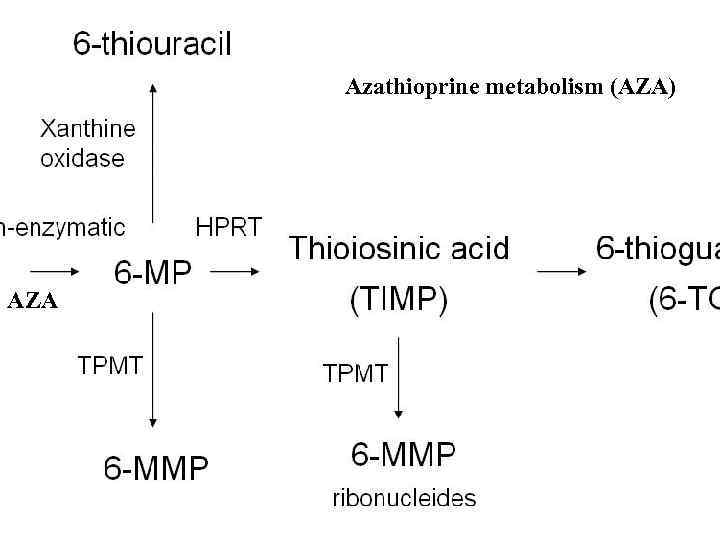 Azathioprine metabolism (AZA) AZA 