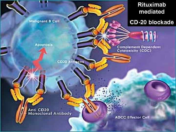Rituximab mediated CD-20 blockade 