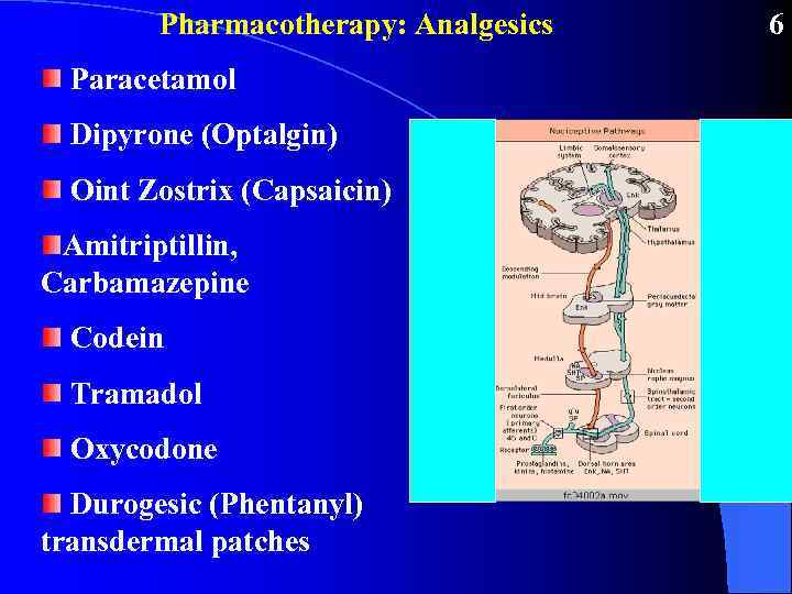 Pharmacotherapy: Analgesics Paracetamol Dipyrone (Optalgin) Oint Zostrix (Capsaicin) Amitriptillin, Carbamazepine Codein Tramadol Oxycodone Durogesic