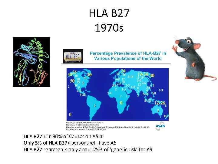 HLA B 27 1970 s HLA B 27 + in 90% of Caucasian AS