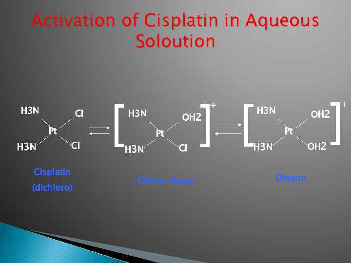 Activation of Cisplatin in Aqueous Soloution H 3 N Cl Pt H 3 N