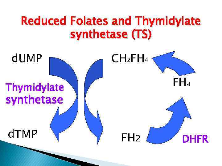 Reduced Folates and Thymidylate synthetase (TS) d. UMP CH 2 FH 4 Thymidylate synthetase