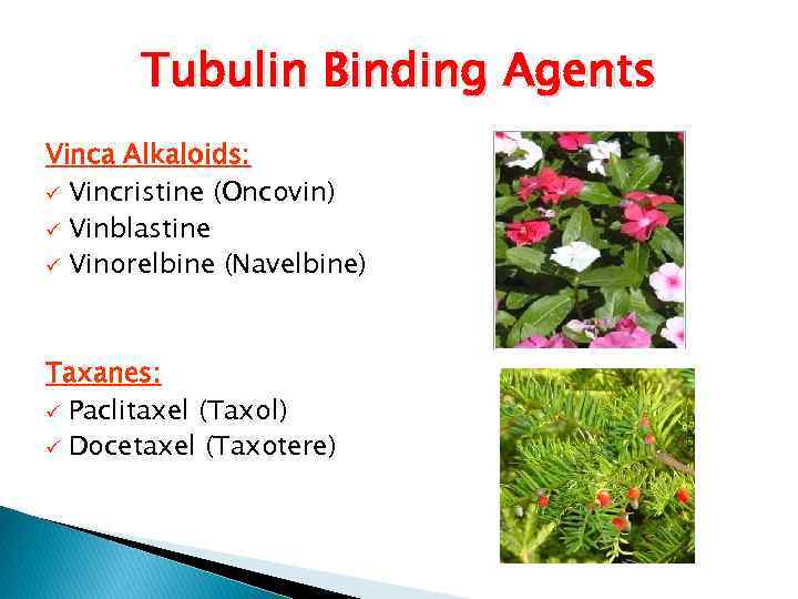 Tubulin Binding Agents Vinca Alkaloids: ü Vincristine (Oncovin) ü Vinblastine ü Vinorelbine (Navelbine) Taxanes: