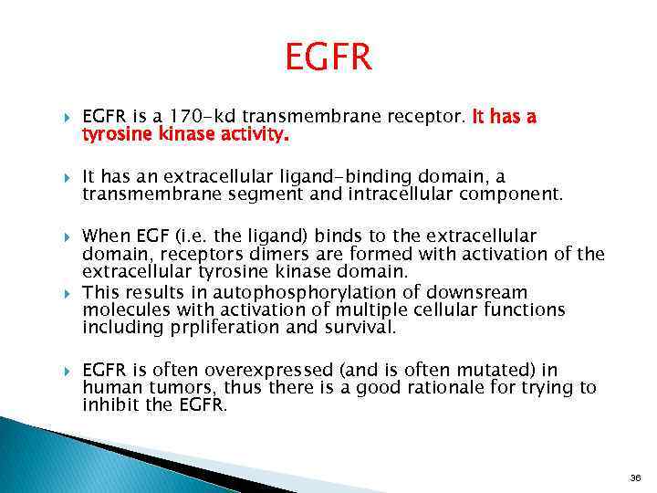 EGFR EGFR is a 170 -kd transmembrane receptor. It has a tyrosine kinase activity.