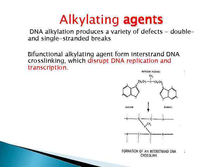 Alkylating agents DNA alkylation produces a variety of defects - doubleand single-stranded breaks Bifunctional