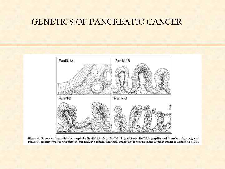 GENETICS OF PANCREATIC CANCER 