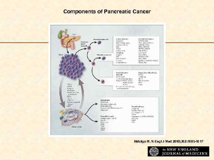 Components of Pancreatic Cancer Hidalgo M. N Engl J Med 2010; 362: 1605 -1617