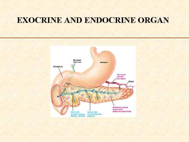 EXOCRINE AND ENDOCRINE ORGAN 