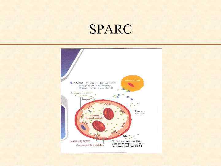 SPARC 