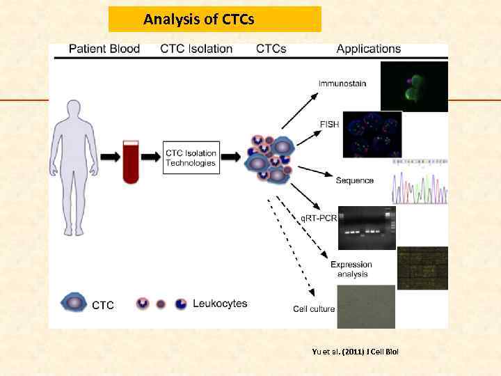 Analysis of CTCs Yu et al. (2011) J Cell Biol 