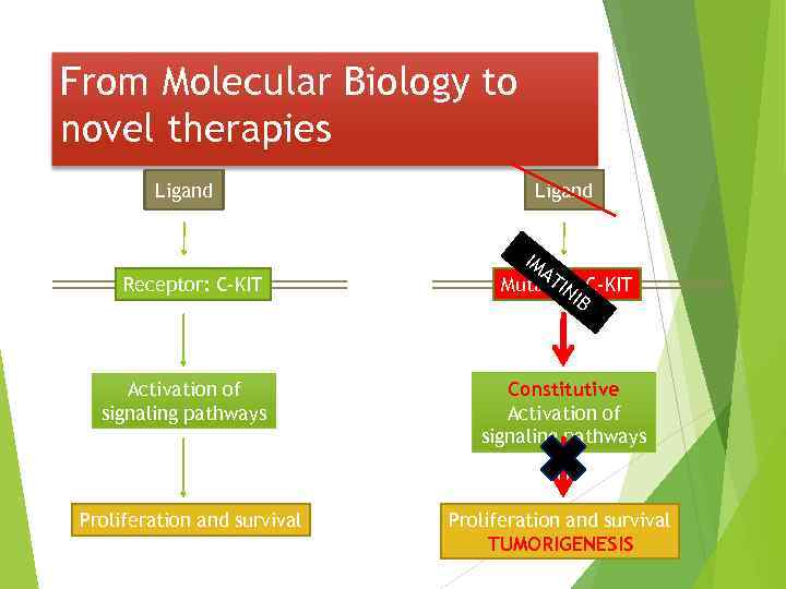 From Molecular Biology to novel therapies Ligand Receptor: C-KIT Activation of signaling pathways Proliferation