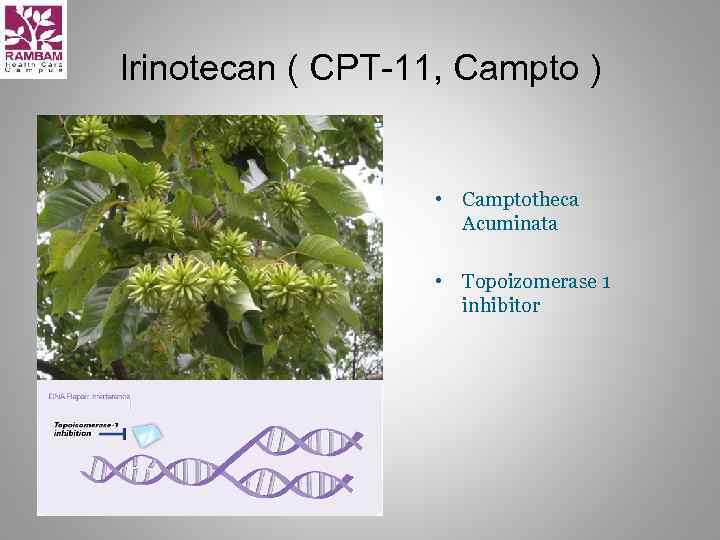 Irinotecan ( CPT-11, Campto ) • Camptotheca Acuminata • Topoizomerase 1 inhibitor 