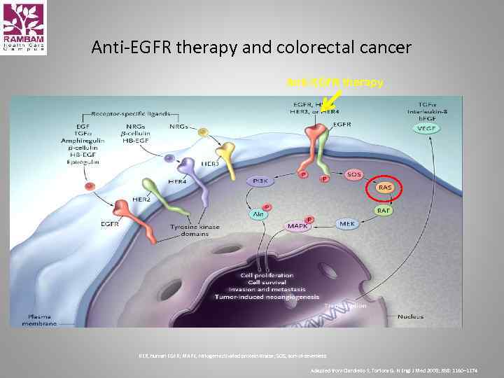 Anti-EGFR therapy and colorectal cancer Anti-EGFR therapy HER, human EGFR; MAPK, mitogen-activated protein kinase;