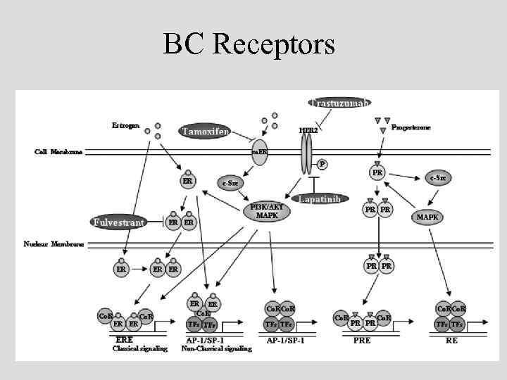 BC Receptors 