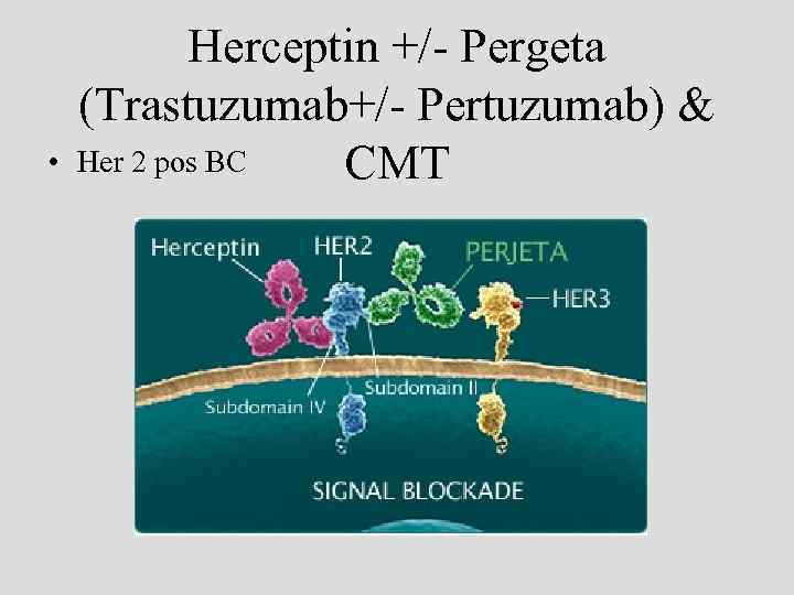  • Herceptin +/- Pergeta (Trastuzumab+/- Pertuzumab) & Her 2 pos BC CMT 