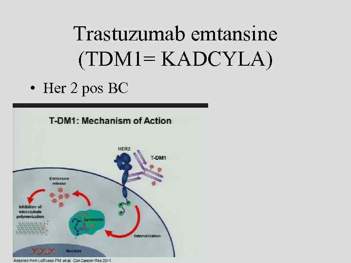 Trastuzumab emtansine (TDM 1= KADCYLA) • Her 2 pos BC • Trastuzumab emtansine 