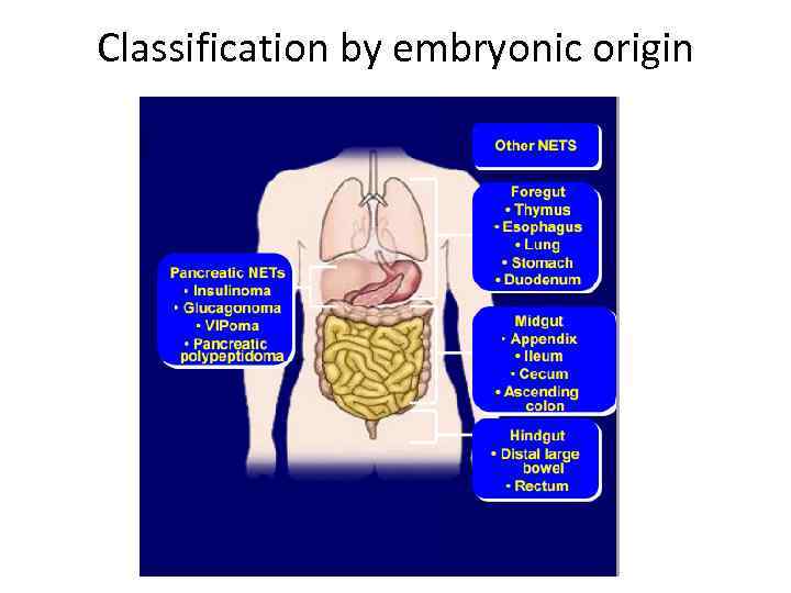 Classification by embryonic origin 