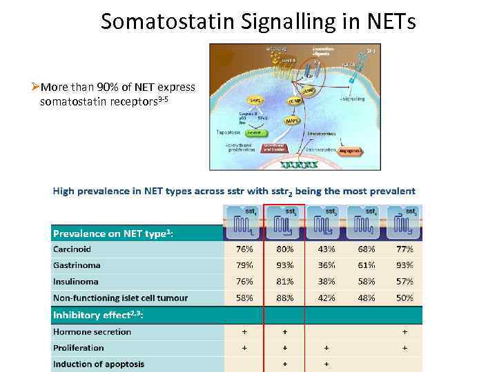 Somatostatin Signalling in NETs ØMore than 90% of NET express somatostatin receptors 3 -5